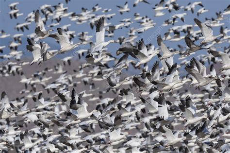 Snow Geese Flock Taking Off Stock Image C052 1535 Science Photo Library