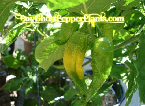 1 live ghost pepper plant (bhut naga jolokia). Live Plants. Live Ghost pepper plants. $8.99 with free ...