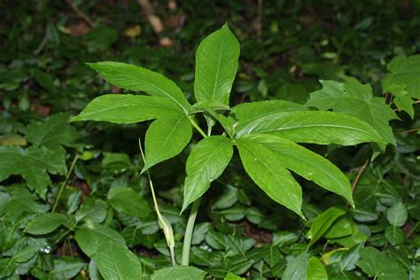 Green dragon, dragonroot arisaema dracontium* (native) family: Arisaema dracontium (green-dragon): Go Botany