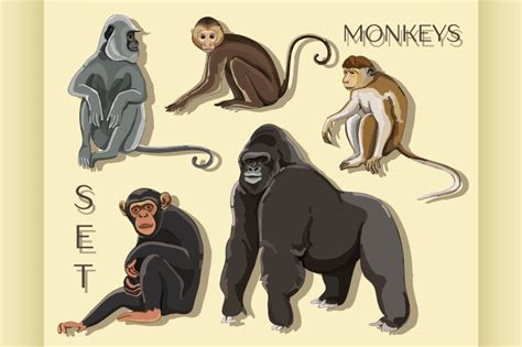 Different Types Of Monkeys By Netkoff Thehungryjpeg