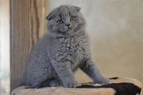 Scottish Fold Cats For Sale North Miami Beach Fl 274777