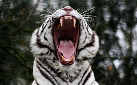 White Tiger Yawning Hd Wallpaper Background Image 1920x1200 Id