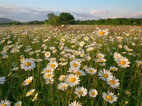 Spring Daisy Flowers In Mountain Meadow Stock Photo Image Of