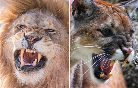 Lion Vs Mountain Lion Who Would Win In A Fight Ned Hardy