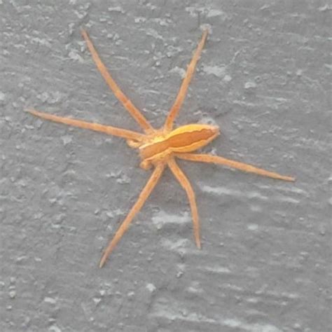 Six Legged Insect Looks Like Spider Bmp Alley