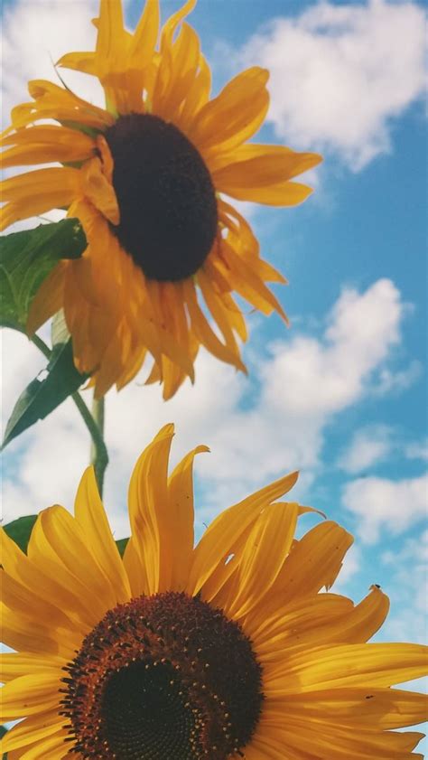Best Sunflower Iphone Hd Wallpapers Ilikewallpaper