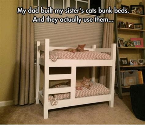 My Dad Built Myy Sisters Cats Bunk Beds And They Actually Use Them