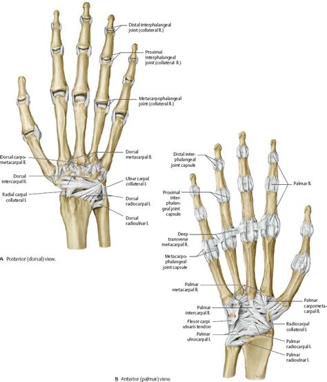 Symptoms symptoms usually include severe pain. Wrist & Hand - Atlas of Anatomy