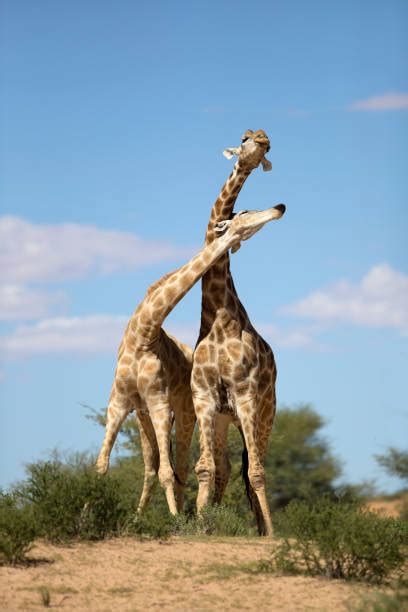 Giraffes Fighting With Necks