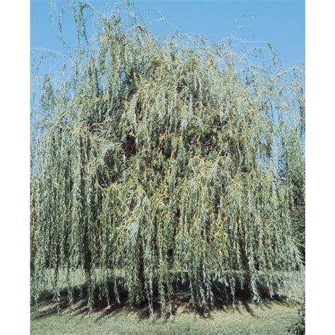 245 Gallon Golden Weeping Willow Shade Tree L7641 At
