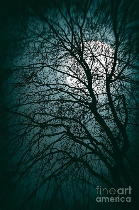 Moonlight Forest Photograph By Carlos Caetano Fine Art America