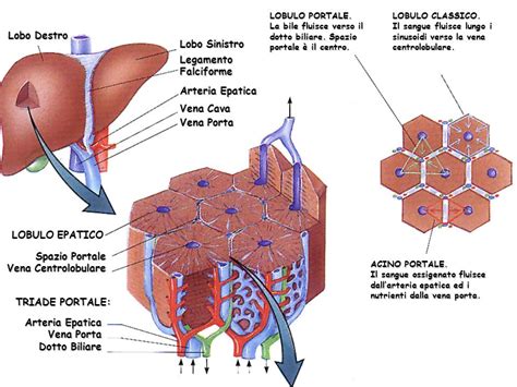Anatomia Macroscopica E Microscopica Del Fegato