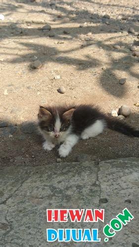 Es wird hierbei zwischen liebhaberkatzen und zuchkatzen unterschieden. Dijual Maine Coon Kitten Murni | HewanDijual.com