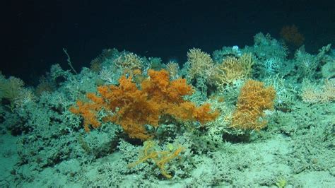 Four Coral Reefs Discovered In Atlantic Ocean Bbc News
