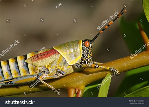 Colorful Cricket Colors Of Nature Stock Photo 107382176 Shutterstock