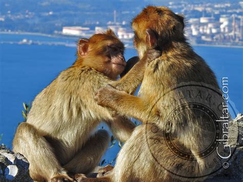 We did not find results for: Gibraltar Monkeys | Welcome To Gibraltar
