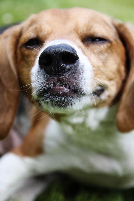 Beagle Smile Flickr Photo Sharing