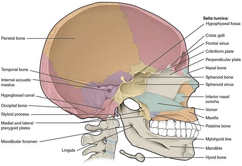 72 The Skull Axial Skeleton By Openstax Page 5120 Jobilize Llc