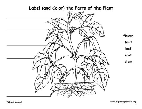 Label The Parts Of The Plant