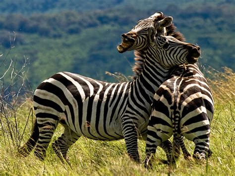 The Zany Animals whose Names Start with Z