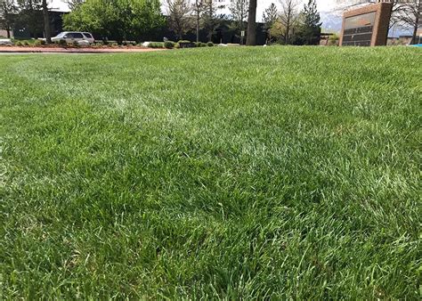 Eliteplus™ Fescue Fresno Sod Company Sod Installation And Delivery
