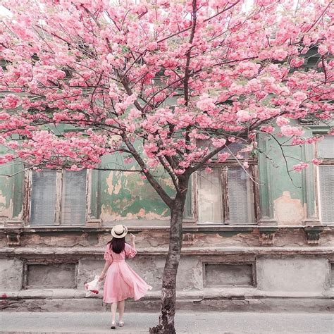 Photographer Jovana Rikalo Cherry Blossom Blossom Spring Photos