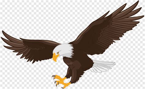 Gambar Burung Elang Kartun / Burung elang gambar vektor unduh gambar