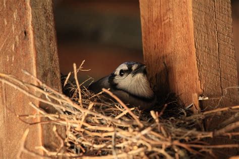 Blue Jay Nest In A Shed In Callicoon Ny Rob Wulff Flickr
