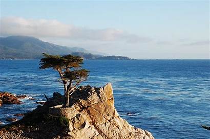 Lone Cypress Beach Pebble Monterey California Tree