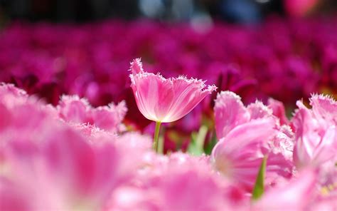 Tulips Pink Petals Flowers Field 1920 X 1200