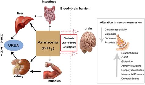 High Ammonia Levels In The Body