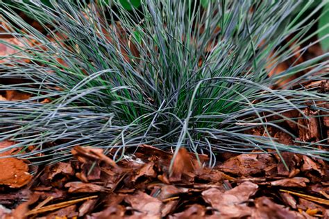 How To Grow And Care For Blue Fescue Grass