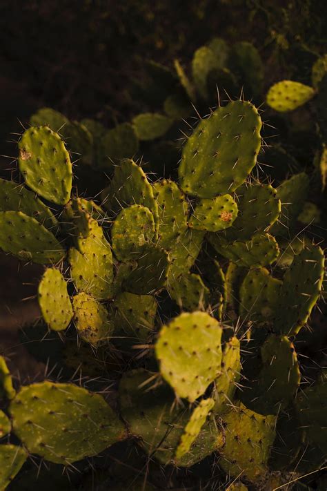 Nature Plant Cactus Prickles Thorns Prickly Pear Opuntia Hd Phone