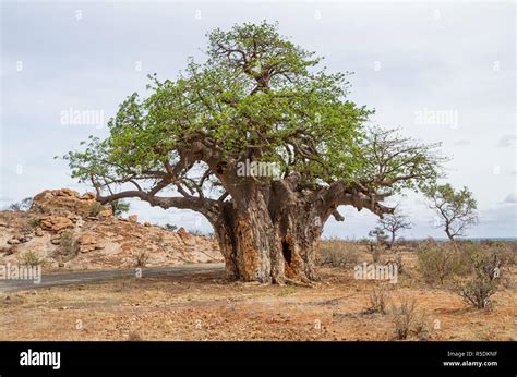 A Baobab Tree In Limpopo Province South Africa Stock Photo Alamy