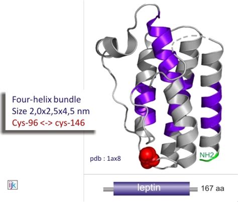 It is probably universally distributed in gnathostomes (vertebrates with jaws), in which it is essential for the maintenance of… Cell Biology Promotion