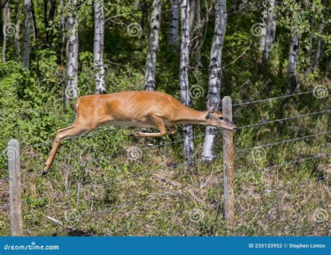 White Tailed Deer Jumping A Fence Stock Photo Image Of Looking