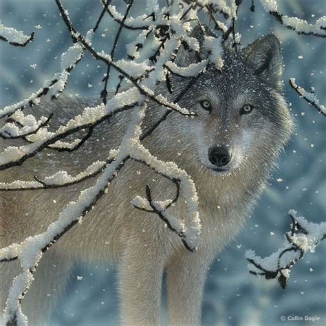 Realistic Wildlife Paintings By Collin Bogle Amusing Planet