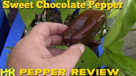 Sweet Chocolate Pepper Capsicum Annuum Pepper Review YouTube