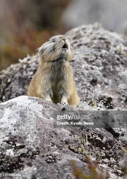 Japanese Pika In Hokkaido Photos And Premium High Res Pictures Getty