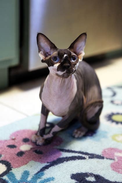 Find cats and kittens for sale, near you and across australia. Lykoi Cats Kittens, Nadacatz, Devon Rex, Lykoi, cats for ...