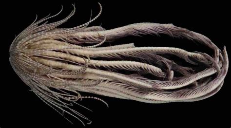 Unknown Sea Monster With 20 Arms Discovered In The Dark Antarctic Waters