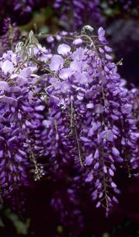 wisteria sinensis prolific blauweregen vtwonen vtwonen be