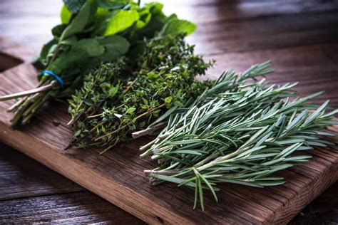 Mega List Of 27 Types Of Herbs For Creating Amazing Dishes Photos