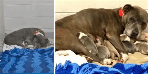 Pregnant Pit Bull Discarded In A Dumpster Is Rescued In Time To Give