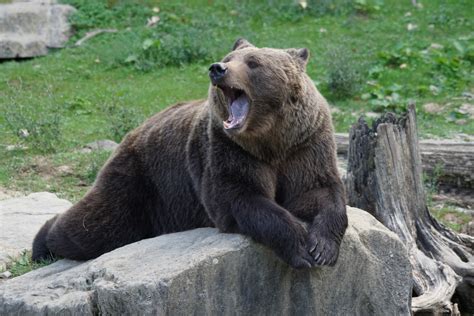 Free Images Wildlife Zoo Mammal Fauna Brown Bear Yawn