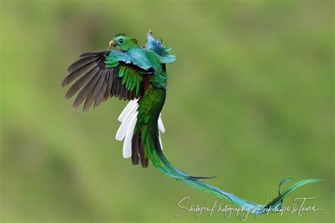 Resplendent Quetzal Male Returning To Nest Shetzers Photography