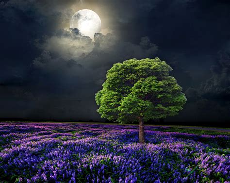 Images Nature Sky Moon Fields Landscape Photography Night Trees
