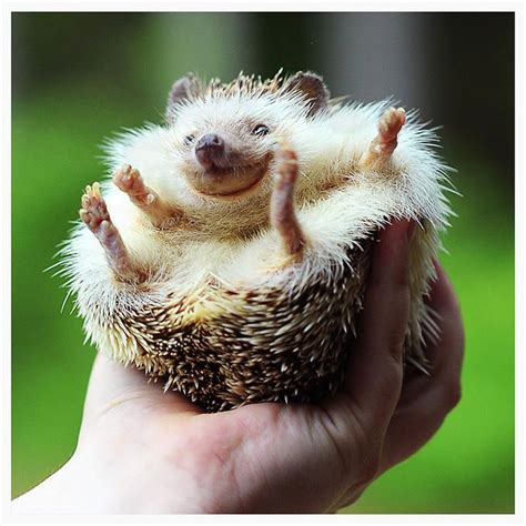 17 Best images about Baby Hedgehogs on Pinterest ...