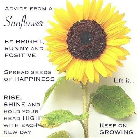 A rose can never be a sunflower, and a sunflower can never be a rose. Advice from a sunflower | Sunflower quotes, Good morning wishes, Morning images