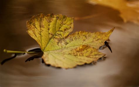 Autumn Leaf Floating On Water Mac Wallpaper Download Allmacwallpaper